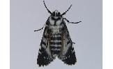 Trichosea champa