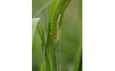 Anacronicta Anacronicta