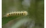 Anacronicta Anacronicta