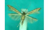 Haplochrois orientella