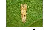 Gen. sp.