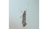 Plutella xylostella
