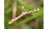 Stenoptilodes taprobanes