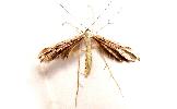Hellinsia sp.