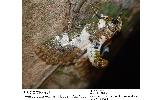 Termioptycha Termioptycha