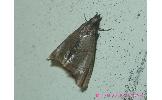 Eulophopalpia pauperalis