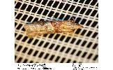 Etielloides Etielloides