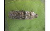 Acrobasis sp.