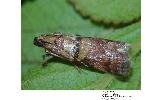 Acrobasis Acrobasis