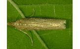 Gen. sp.