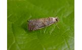 Acrobasis sp.
