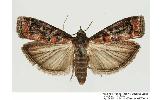 Dioryctria Dioryctria
