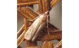 Plodia interpunctella