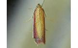 Oncocera Oncocera