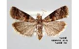 Acrobasis Acrobasis