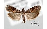 Myelopsis Myelopsis