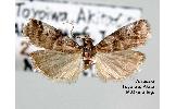 Acrobasis Acrobasis