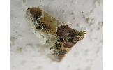 Pyralis farinalis