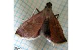 Endotricha sp.