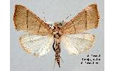 Herculia Herculia