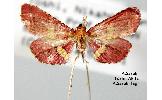 Endotricha Endotricha