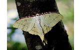 Actias Actias