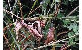 Attacus Attacus