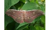 Antheraea Antheraea