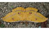 Antheraea Antheraea