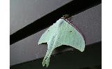 Actias Actias