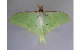 Actias Actias