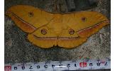 Antheraea Antheraea