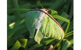 Actias aliena aliena