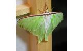 Actias Actias