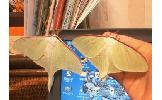 Actias aliena aliena