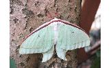 Actias Actias