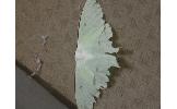 Actias aliena aliena
