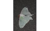 Actias aliena aliena