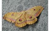 Antheraea Antheraea