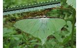 Actias aliena aliena