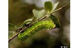 Actias aliena aliena