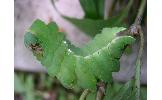 Antheraea Antheraea