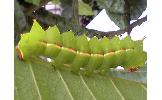 Actias aliena aliena