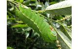 Antheraea Antheraea