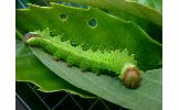 Antheraea Antheraea