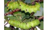 Actias aliena aliena