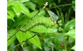 Antheraea yamamai yamamai