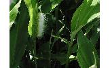 Saturnia japonica japonica