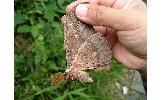 Antheraea Antheraea