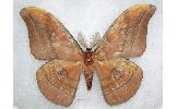 Antheraea Antheraea